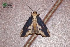 Stictopterinae