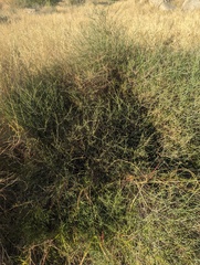 Bebbia juncea