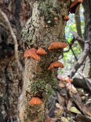 Anthracophyllum discolor