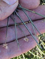 Bebbia juncea