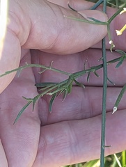 Bebbia juncea