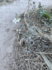 Nerisyrenia camporum