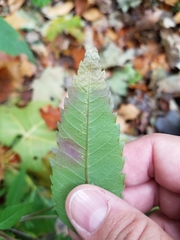 Liriomyza carphephori