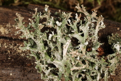 Cladonia turgida