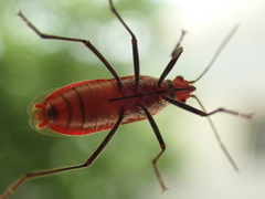 Leptocoris tagalicus