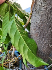 Elaeocarpus serratus