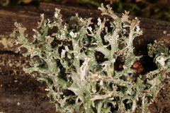 Cladonia turgida