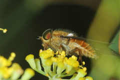 Tabanidae