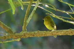 Empidonax flavescens