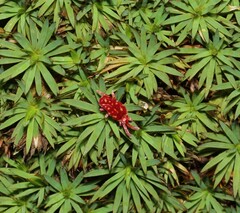 Dawsonia
