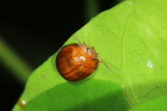Dicranosterna semipunctata