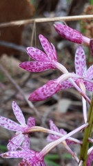 Dipodium campanulatum