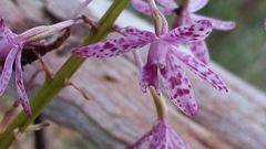 Dipodium campanulatum