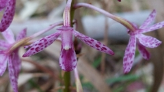Dipodium campanulatum