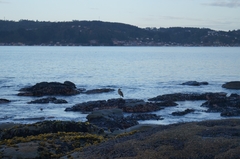 Nycticorax nycticorax obscurus