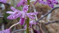 Dipodium campanulatum