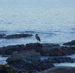 Nycticorax nycticorax obscurus