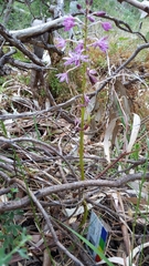 Dipodium campanulatum