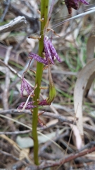 Dipodium campanulatum