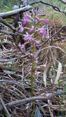 Dipodium campanulatum