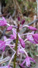 Dipodium campanulatum