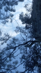 Dipodium campanulatum