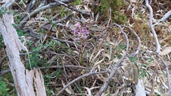 Dipodium campanulatum