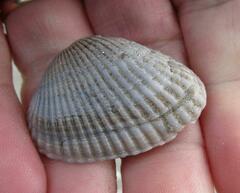 Arcidae
