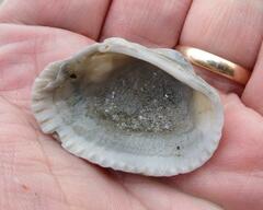 Arcidae