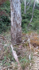 Dipodium campanulatum