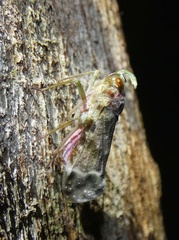 Enchophora sanguinea