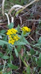 Senecio hypoleucus
