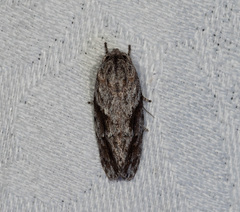 Agriophara confertella