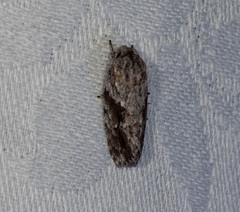 Agriophara confertella