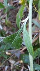 Senecio hypoleucus