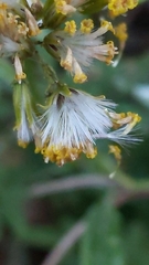 Senecio hypoleucus