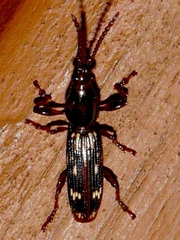 Arrhenodes minutus