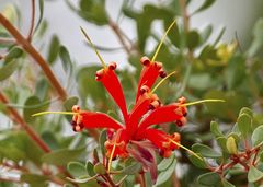 Lambertia