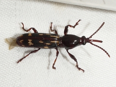 Arrhenodes minutus
