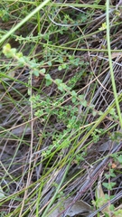 Leionema hillebrandii