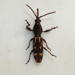 Arrhenodes minutus