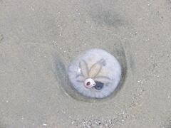 Paraconcavus pacificus