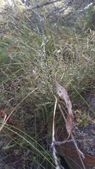 Leionema hillebrandii