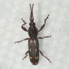 Arrhenodes minutus