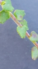 Leionema hillebrandii
