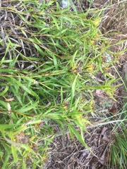 Liatris compacta