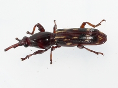Arrhenodes minutus