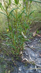 Logania linifolia