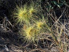 Spinifex longifolius