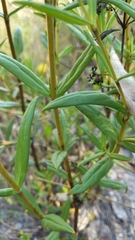 Logania linifolia
